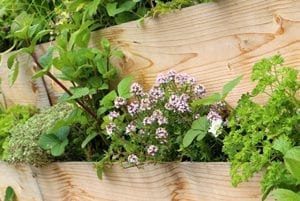 042117_blumen1
