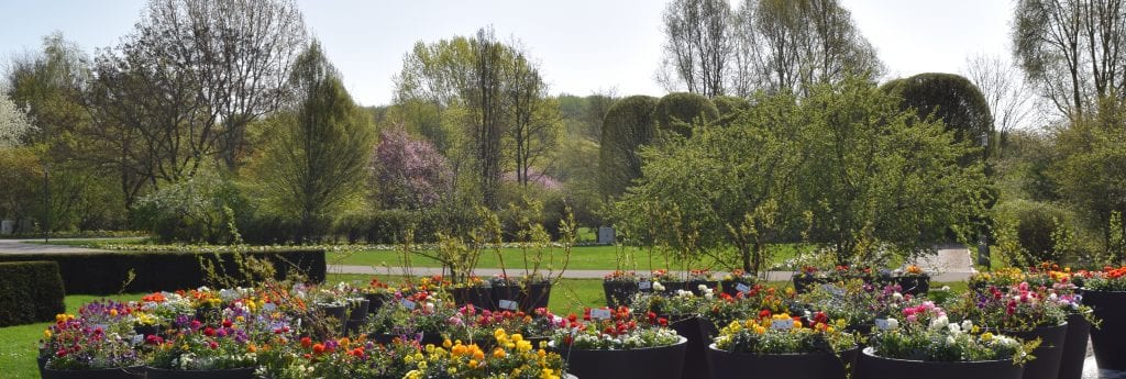 100417_blumenmeer